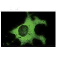 c-Myc Antibody (A-14)