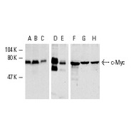 c-Myc Antibody (N-262)