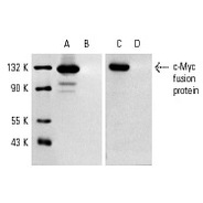 c-Myc Antibody (A-14) Alexa Fluor® 488