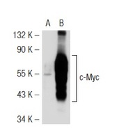 c-Myc Antibody (N-262)