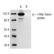 c-Myc Antibody (A-14) Alexa Fluor® 405