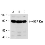 HSP 90α/β Antibody (H-114)