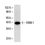 CREB-1 Antibody (240) PE