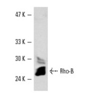 Rho B Antibody (119)