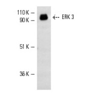 ERK 3 Antibody (I-15)
