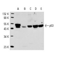 p53 Antibody (FL-393) FITC