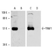 TRAF1 Antibody (G-20) PE