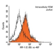 IRF-1 Antibody (C-20)