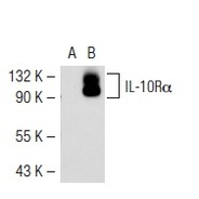 IL-10Rα Antibody (C-20) PE