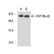 HSP 90α/β Antibody (H-114) PE
