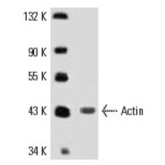 Actin Antibody (H-300)