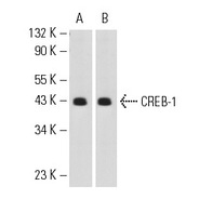 CREB-1 Antibody (240) PE
