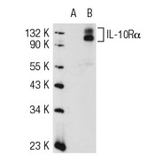 IL-10Rα Antibody (C-20)