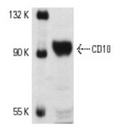 CD10 Antibody (H-321)