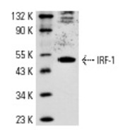 IRF-1 Antibody (C-20)