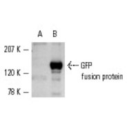 GFP Antibody (FL) AC
