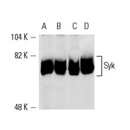 Syk Antibody (N-19) AC