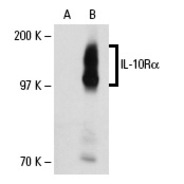 IL-10Rα Antibody (C-20)