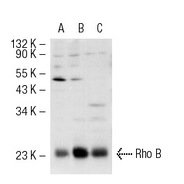 Rho B Antibody (119) PE