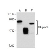 HA-probe Antibody (Y-11) PCPC5