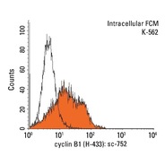 cyclin B1 Antibody (H-433) HRP
