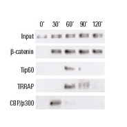 CBP Antibody (C-20)