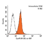 EpoR Antibody (M-20)