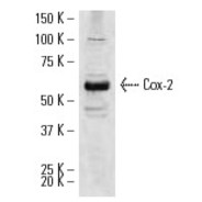 Cox-2 Antibody (H-62) PE