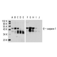 caspase-1 Antibody (A-19)