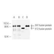 E2A Antibody (V-18)