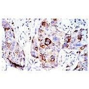 cyclin B1 Antibody (H-433) TRITC