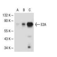 E2A Antibody (V-18)