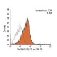Raf-B Antibody (C-19) FITC