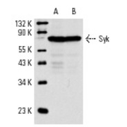 Syk Antibody (LR) PE