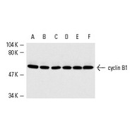 cyclin B1 Antibody (H-433)