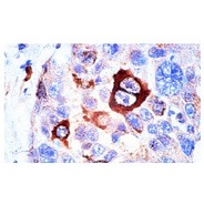 cyclin B1 Antibody (H-433) HRP
