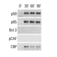 CBP Antibody (C-20)