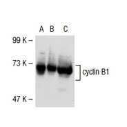 cyclin B1 Antibody (H-433) AC