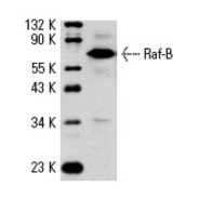 Raf-B Antibody (C-19) TRITC
