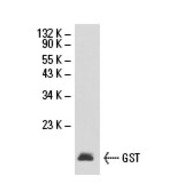 GST Antibody (1-109)