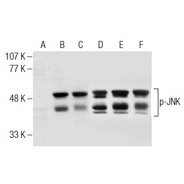 JNK Antibody (FL)