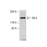 Trk A Antibody (763)