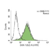 CKR-7 Antibody (ELC-Fc) FITC