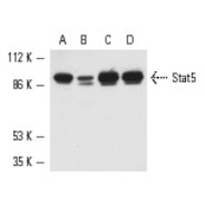 Stat5 Antibody (C-17)