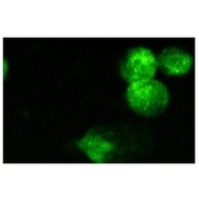 E2F-4 Antibody (A-20)