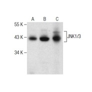 JNK1/3 Antibody (C-17) AC