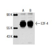 E2F-4 Antibody (A-20)