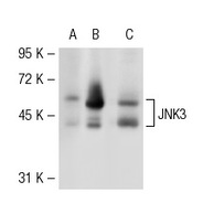 JNK Antibody (FL) AC