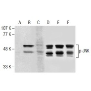 JNK Antibody (FL) PE