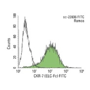 CKR-7 Antibody (ELC-Fc) PerCP
